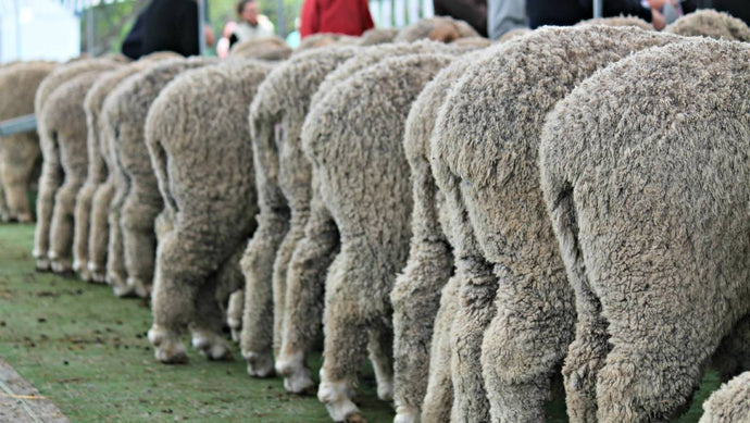 Mulesing is banned by law in New Zealand